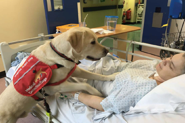 Dogs in health care settings A dog at the bedside of a patient